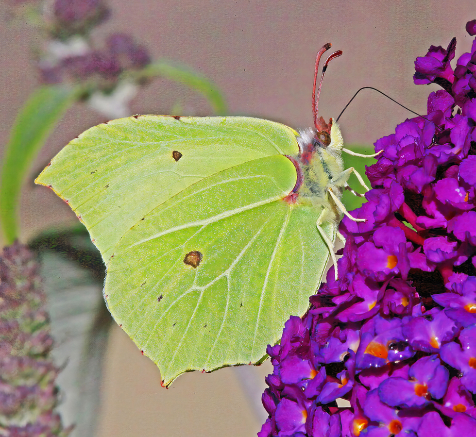 Brimstone Butterfly on Buddleia bush 